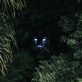panther eyes